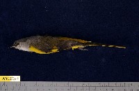 藏品(灰喉山椒鳥)的圖片